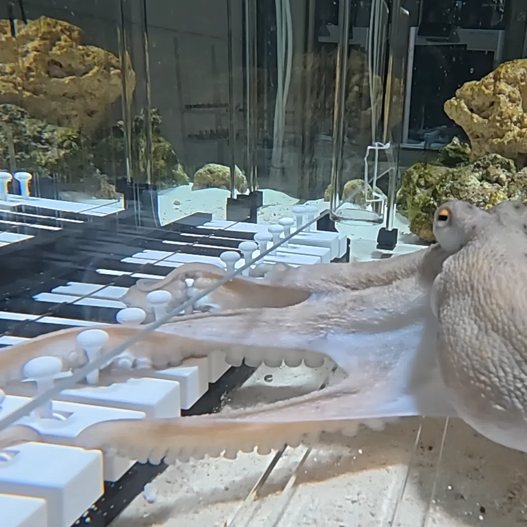 Musician Mattias Krantz was even able to teach the octopus the note progression of Baby Shark.