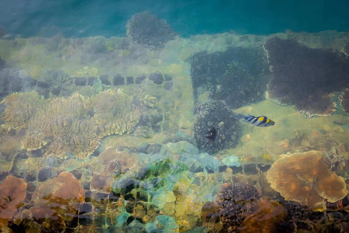 Corals at Sisters’ Islands Marine Park floating boardwalk, Singapore’s first Mission Blue Hope Spot, on Sept 30, 2026.