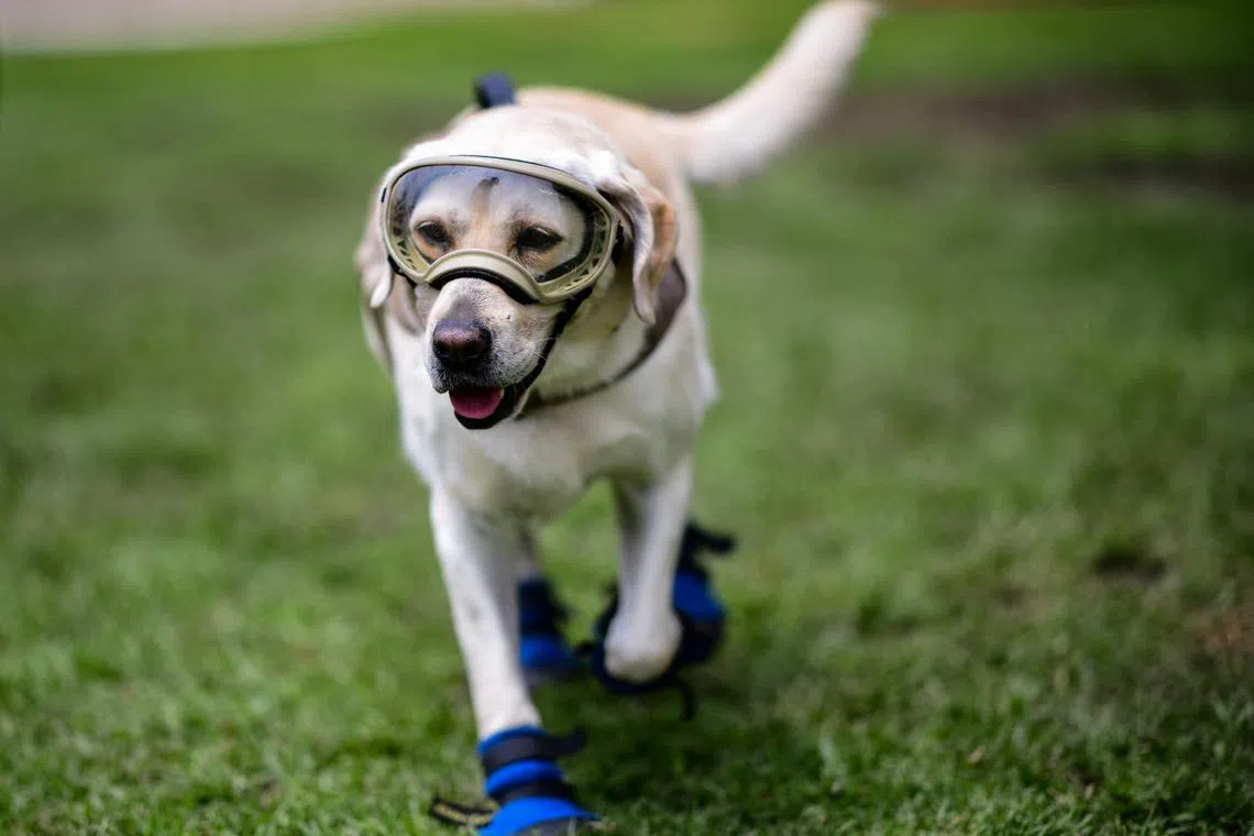 Mexico's beloved rescue dog Frida is seen in this Sept 6, 2018, file photo during a training session for the Mexican marines' canine unit.