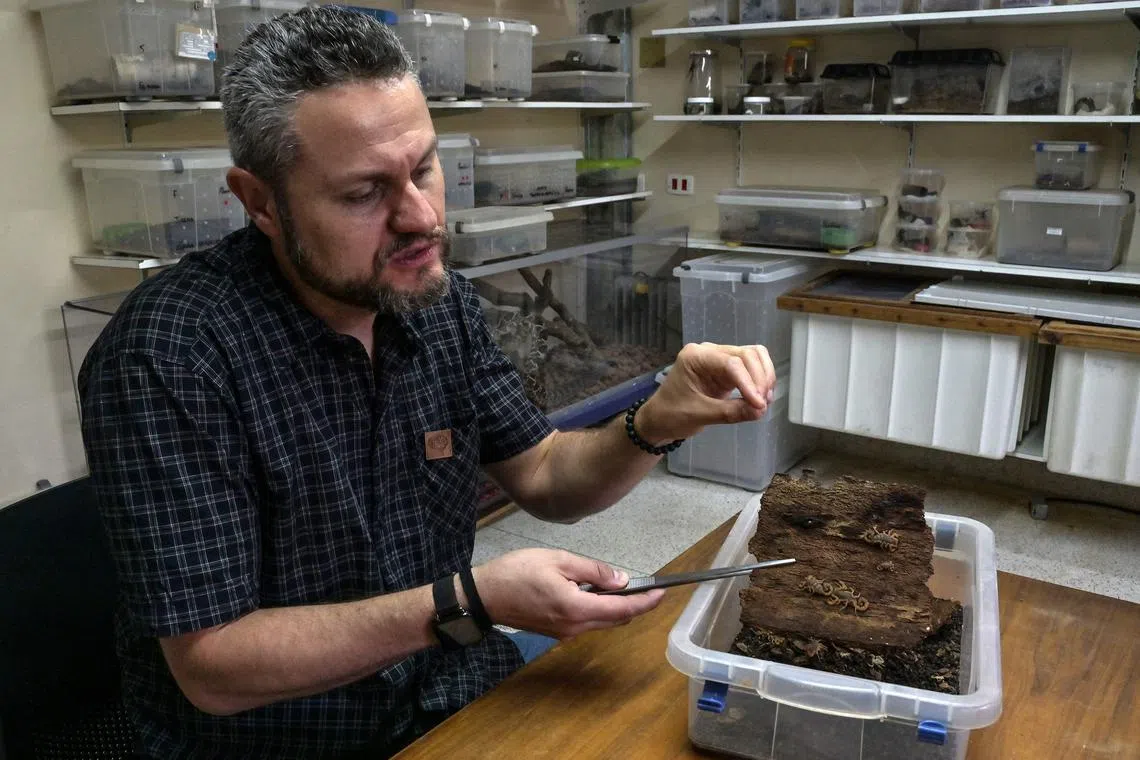 Brazilian biologist Paulo Goldoni shows yellow scorpions (Tityus serrulatus), in the Butantan Institute, in Sao Paulo, Brazil, on October 2, 2024. Only tiny tweezers separate Butantan Institute workers from Brazil’s most lethal animal, the yellow scorpion, responsible for an increasing number of deaths in the South American giant. The loss of its natural habitat in the forests, the expansion of Brazilian cities, and increasingly warm winters have made this venomous arachnid a growing problem for health authorities.  (Photo by Nelson ALMEIDA / AFP)