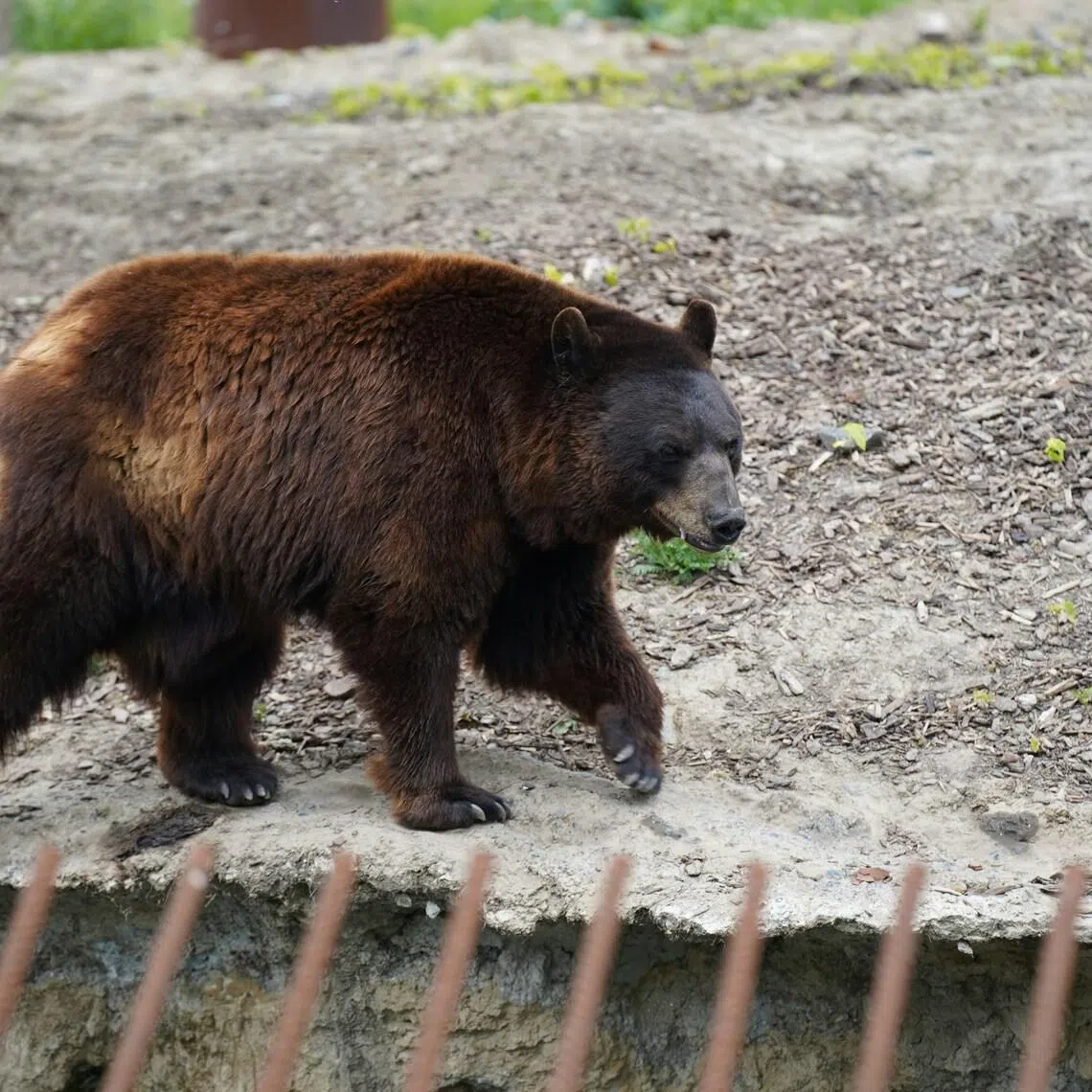 The bear is believed to still be in the area, and the local police are considering declaring an emergency to allow the animal to be shot.