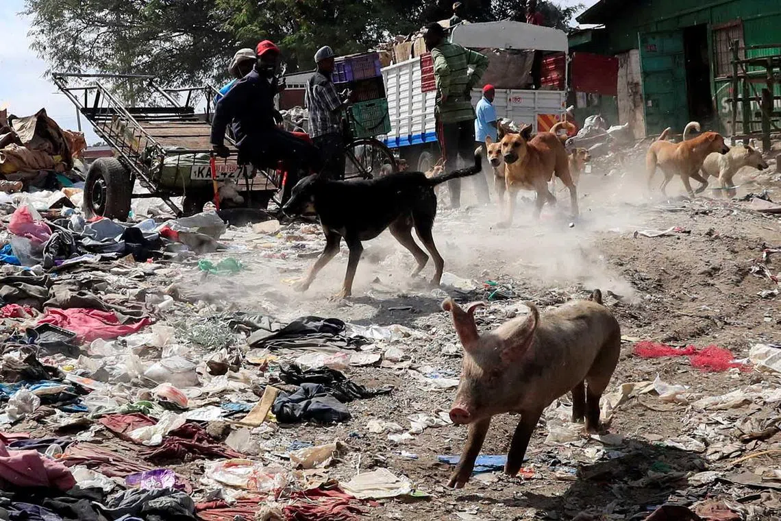 Dogs and pigs scuffle as scavengers gather to sort recyclable plastic waste materials at the Dandora dumping site, on the outskirts of Nairobi, Kenya June 5.