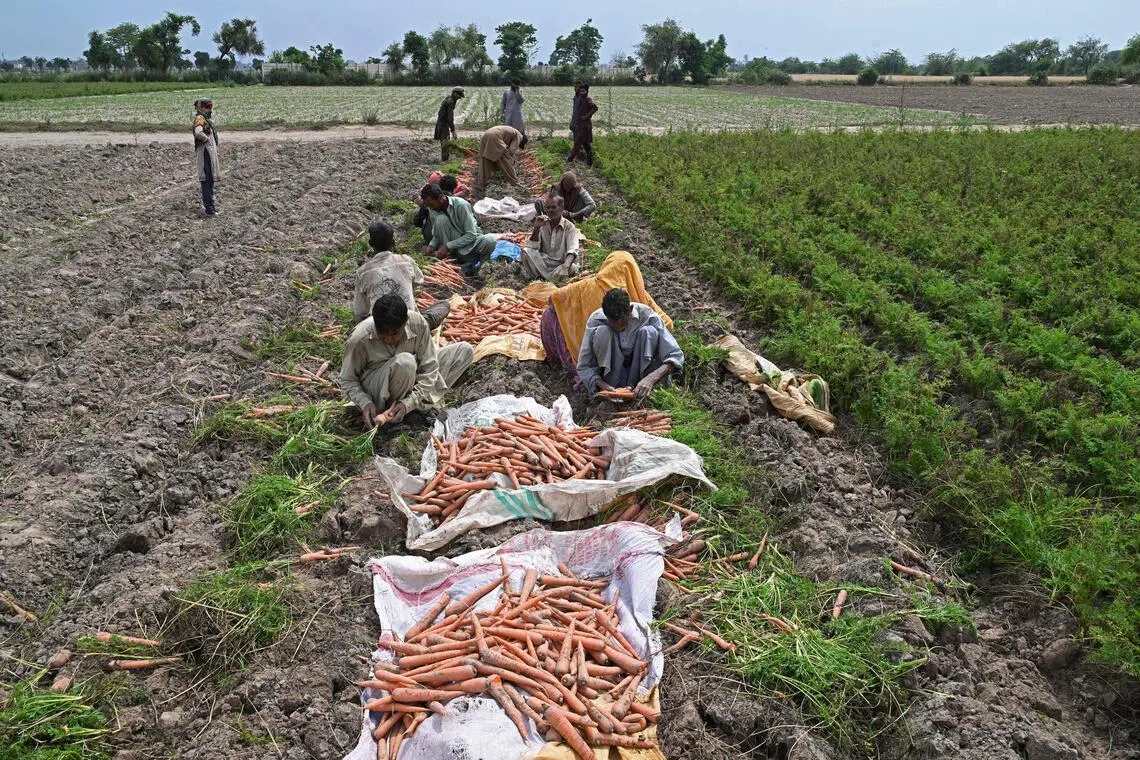 El Nino-driven dryness is a double blow for farmers already grappling with fertiliser and diesel shortages caused by the Iran war.