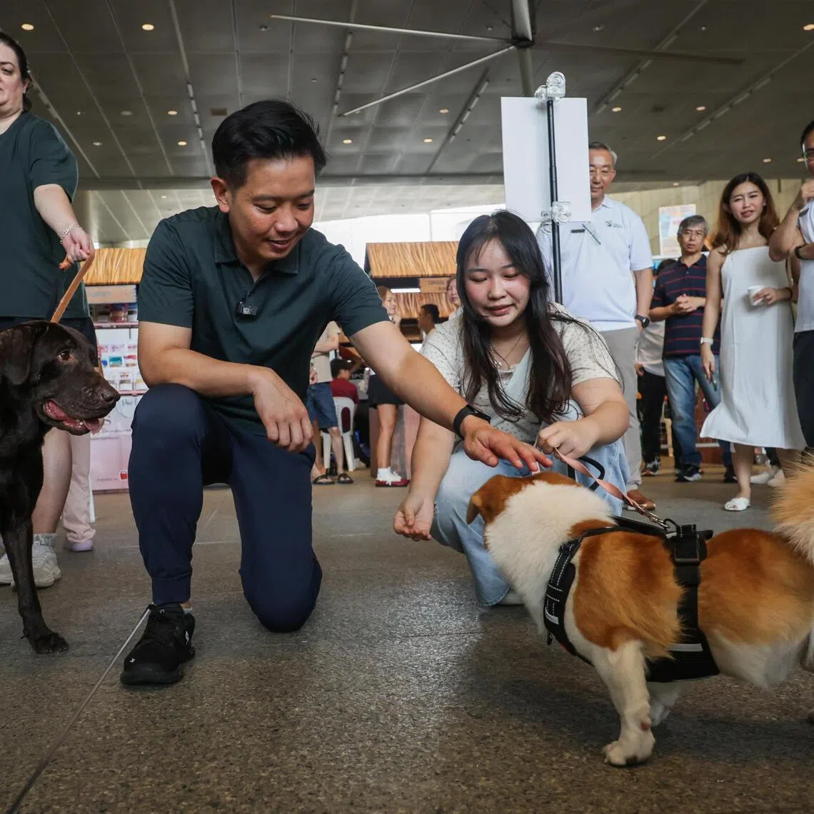 Minister of State for National Development and Foreign Affairs Alvin Tan interacting with dogs that were up for adoption at the World Animal Day event on Oct 3.
