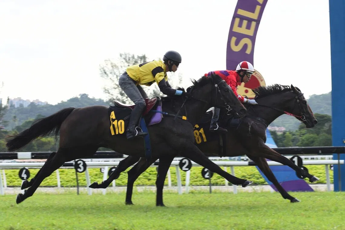 Gold Medal Madam
PHOTO: SELANGOR TURF CLUB
