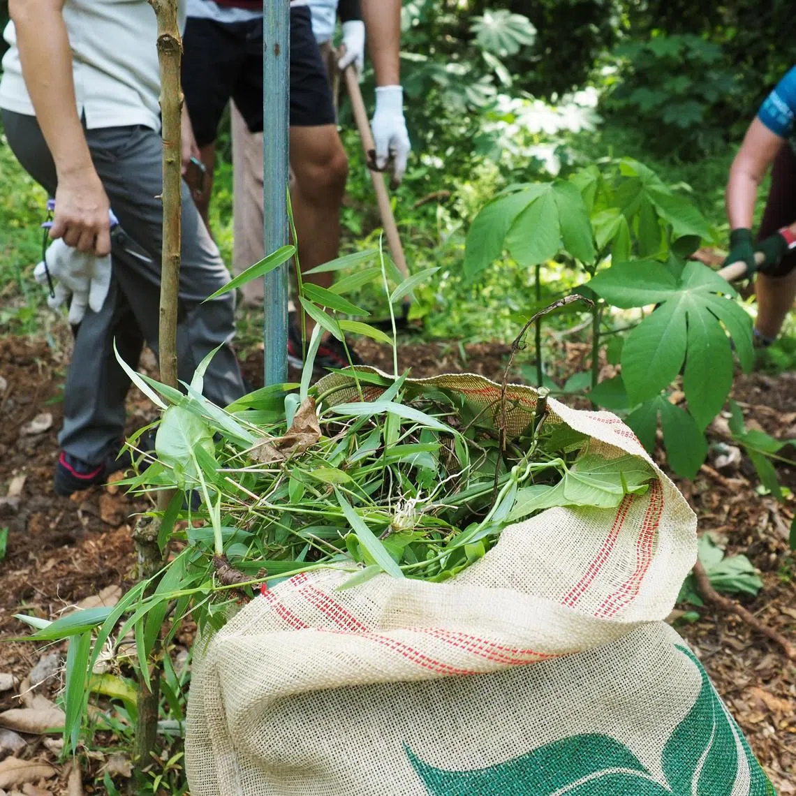 sbalien25 - Equipped with small changkuls (gardening hoes) and secateurs, the volunteers and staff of WWF-Singapore got rid of eight gunny sacks worth of foreign weeds that were entangling trees within 1.5 hours. The invasive climbers included the notorious Zanzibar yam or Batman plant - named after its distinct bat-shaped leaves - and the Mile-a-minute barbed vine.



Credited to WWF-Singapore
