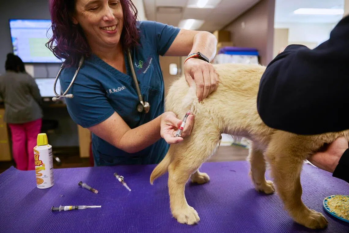 Dr Kelly McGuire administers a vaccine to Cousin, a 14-week-old golden retriever, at the Wildflower Veterinary Hospital in Brighton, Colorado.