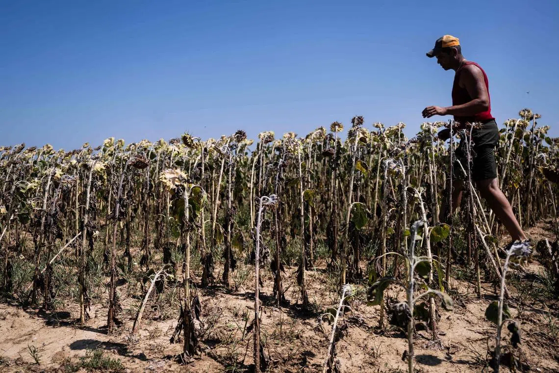 The world is on course to exceed a 1.5 deg C rise in average surface temperature, stoking extreme weather events.