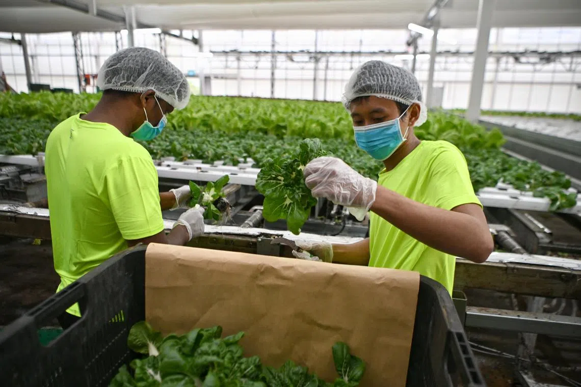 The agreement was signed at the official opening of the high-tech farm Green Harvest at Neo Tiew Harvest Lane.