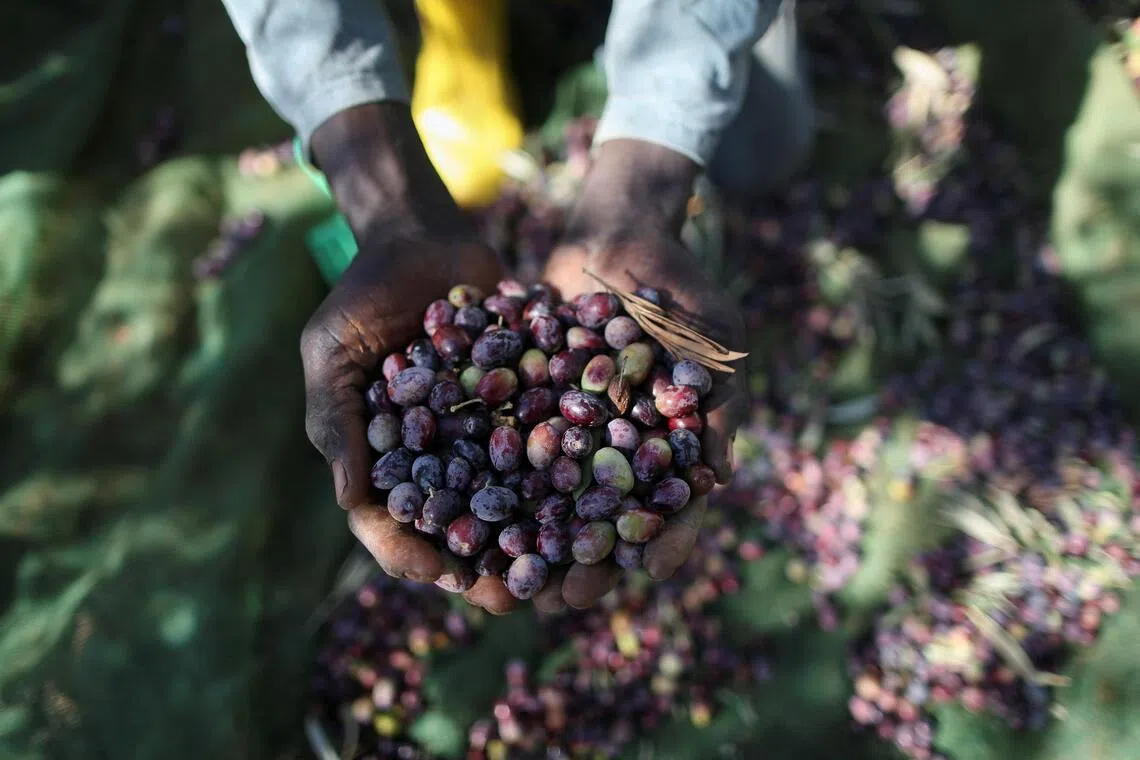 EU olive oil import checks rare or ‘non-existent’, says watchdog