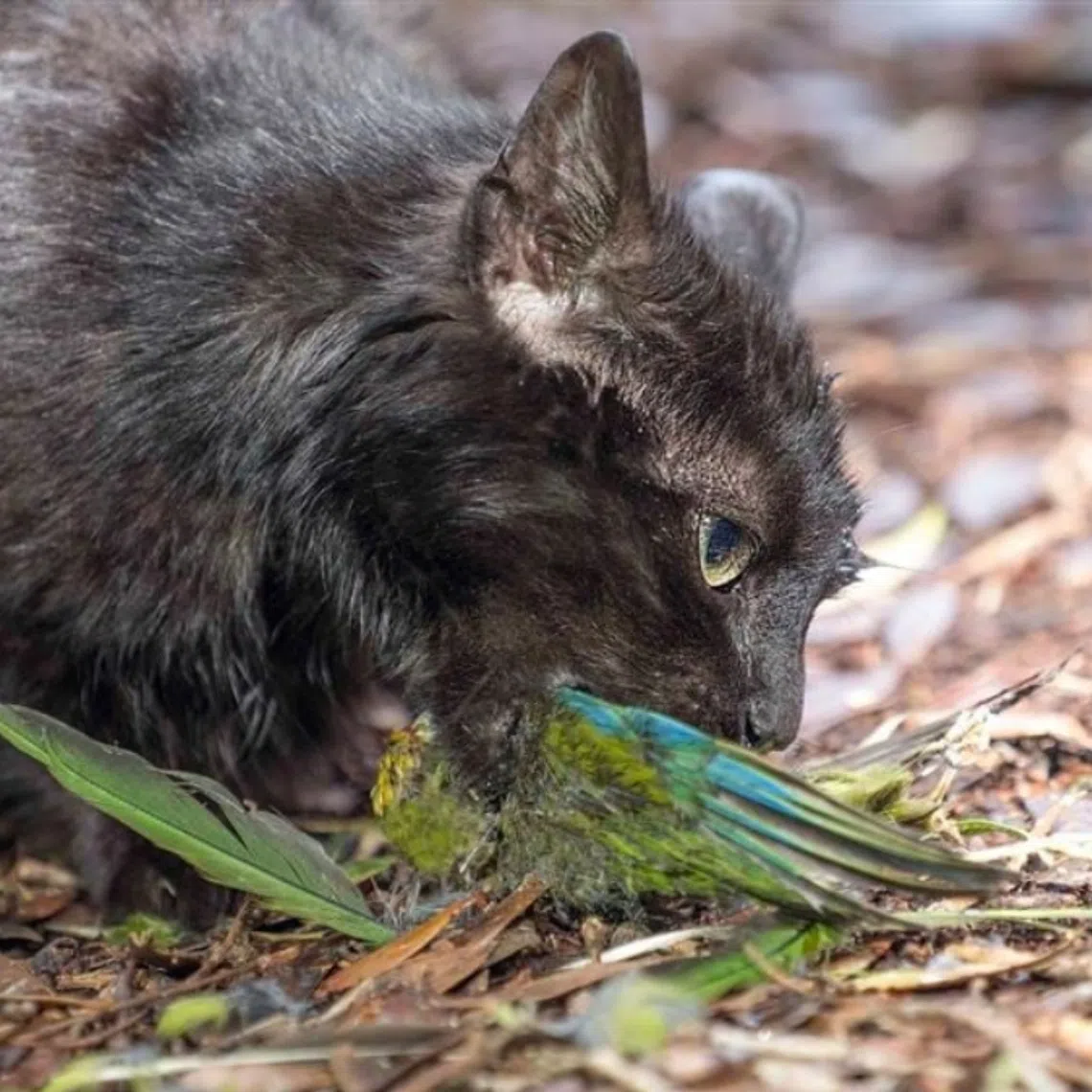 New Zealand has announced plans to eradicate feral cats by 2050, an effort officials say is essential to protecting native wildlife.