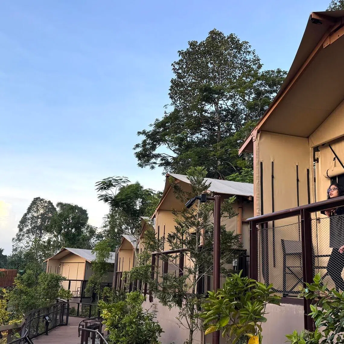 Crocodile Lodge, a glamping experience within Mandai Wildlife Reserve, features air-conditioned tents and modern amenities.