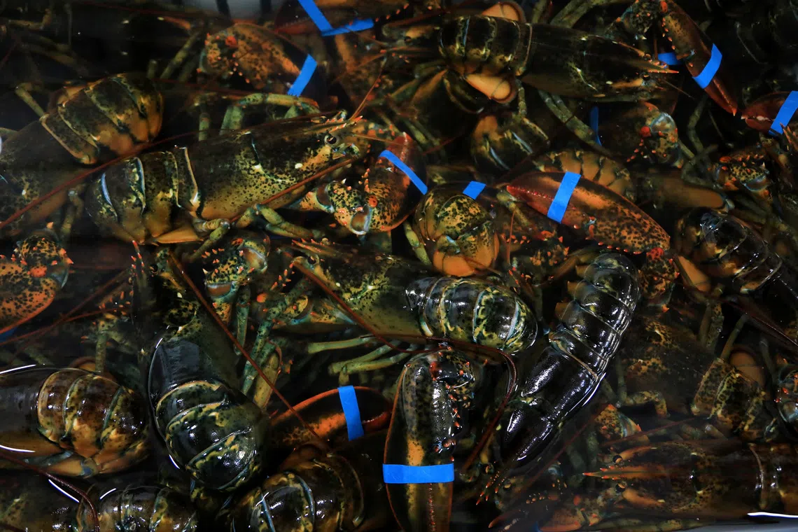 Lobsters sit in crates at The Lobster Co in Kennebunk, Maine, U.S., May 13, 2026.  REUTERS/Lauren Owens Lambert/File Photo