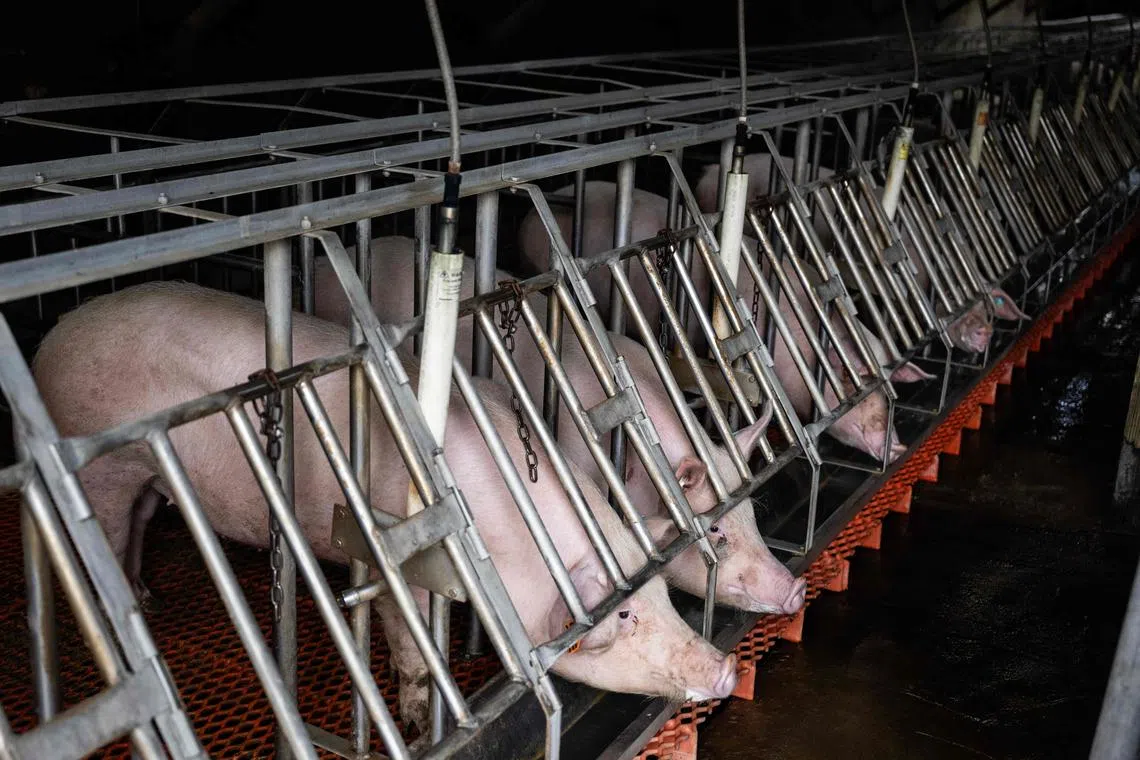 Pigs are seen in temporary cages as they wait for embryo implementation from genetically altered pigs, at Revivicor Research farm in Blacksburg, Virginia, on Nov 20, 2024. 