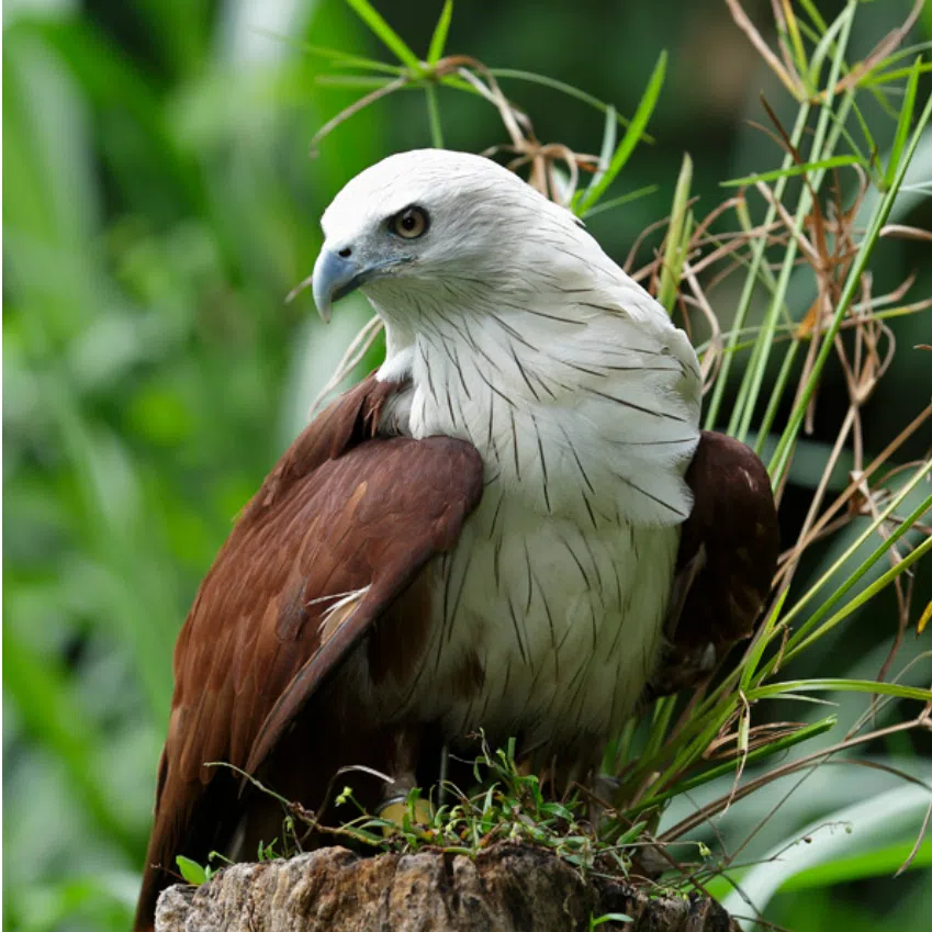The brahminy kite (left) and the critically endangered white-backed vulture could be among the bird species to be vaccinated.