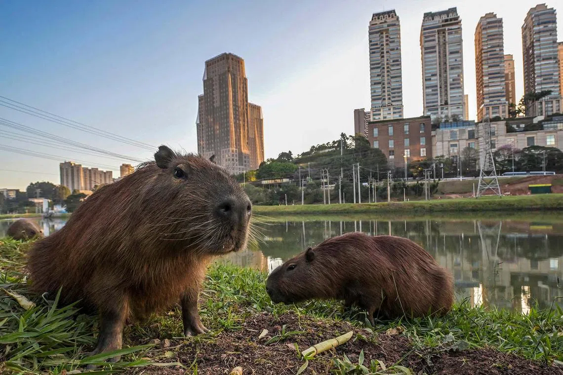 TOPSHOT - Capybaras (Hydrochoerus hydrochaeris) are seen on the bank of the Pinheiros River in Sao Paulo, Brazil, on August 3, 2023. The Pinheiros River, which runs through the heart of Sao Paulo, Brazil's largest city, was until recently unsuitable for animal life. Today, after three years of work to reduce water pollution, the state of São Paulo says it has achieved its goals, but environmental NGOs say the pollution levels in the river and its tributaries are still too high. (Photo by Nelson ALMEIDA / AFP)