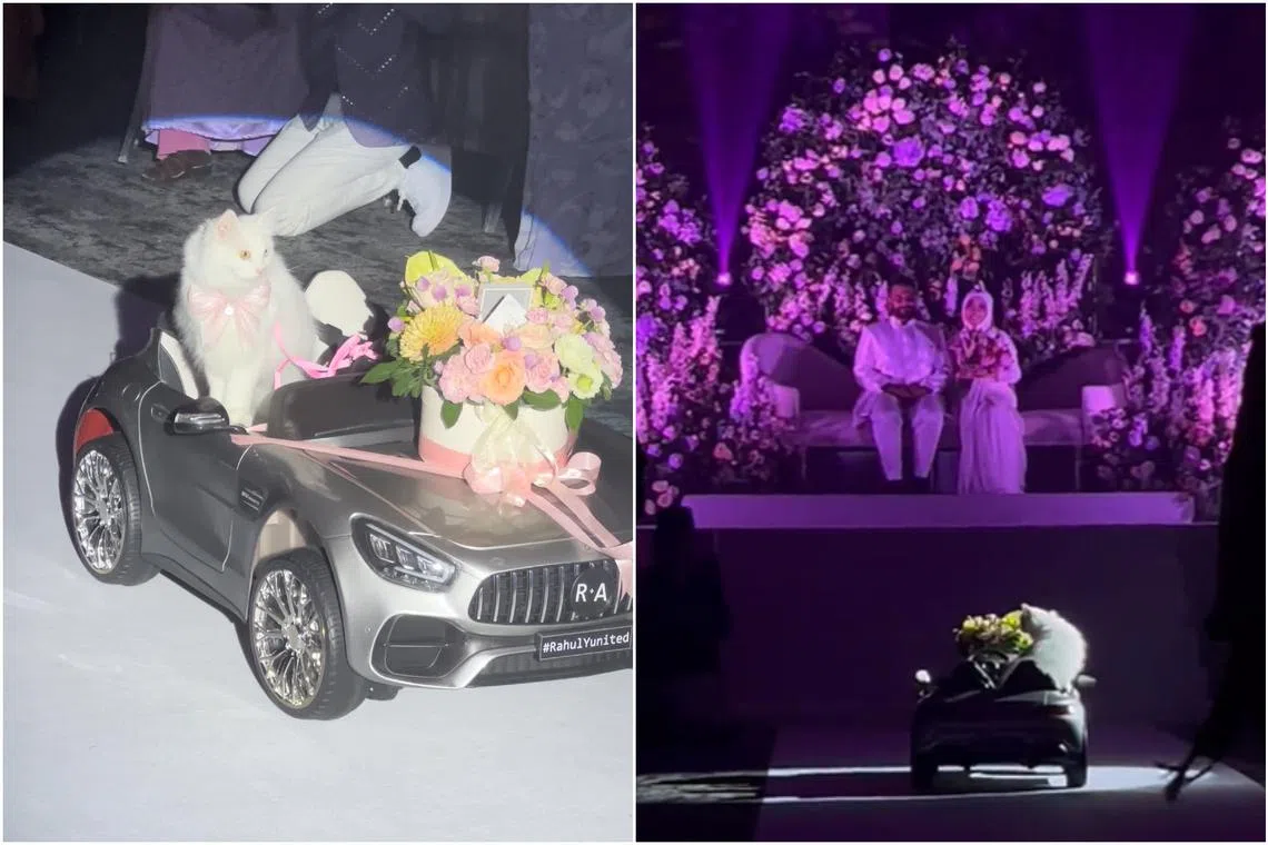 Lily the cat made an entrance on a remote control car, which has gone viral with over 2.4 million views on TikTok.