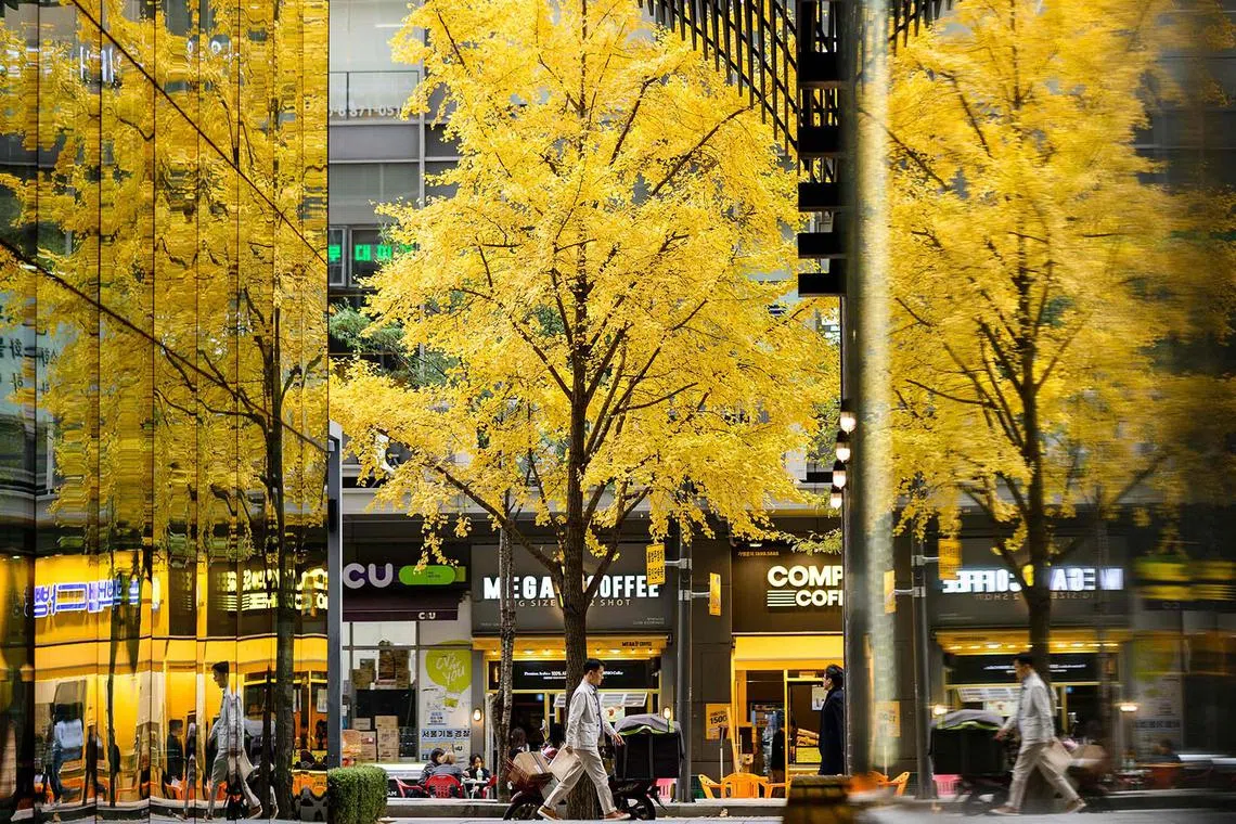 A man walking past a ginkgo tree with yellow autumn foliage in Seoul on Nov 14, 2024. The Seoul Metropolitan Government designated the ginkgo biloba as the capital’s official tree in 1971. 