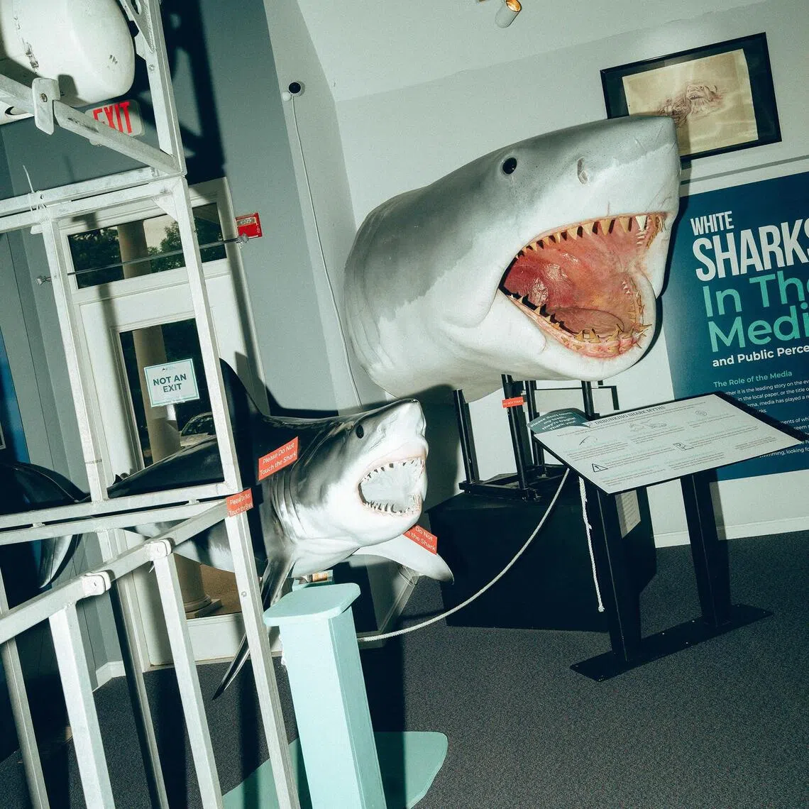 The Atlantic White Shark Conservancy Shark Centre in Chatham features interactive displays and exhibits.