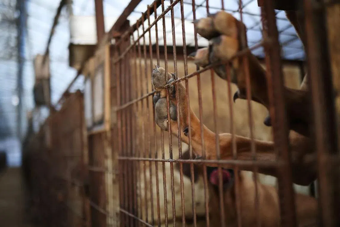 Dogs are pictured in a cage at a dog meat farm in Hwaseong.