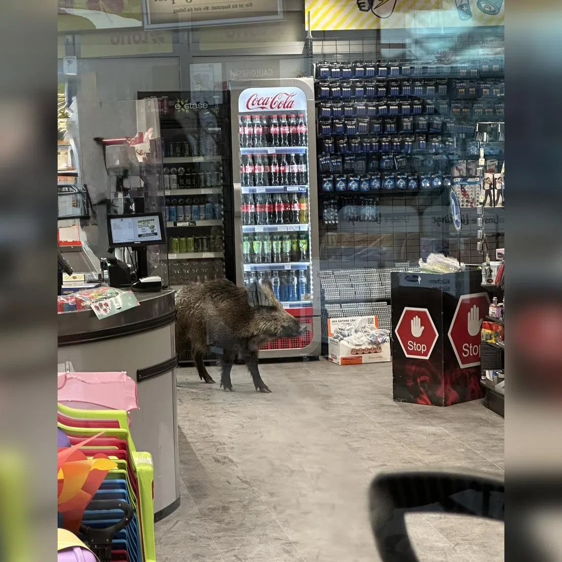 The wild boar eventually ran into the woods which surround the German capital, Berlin.