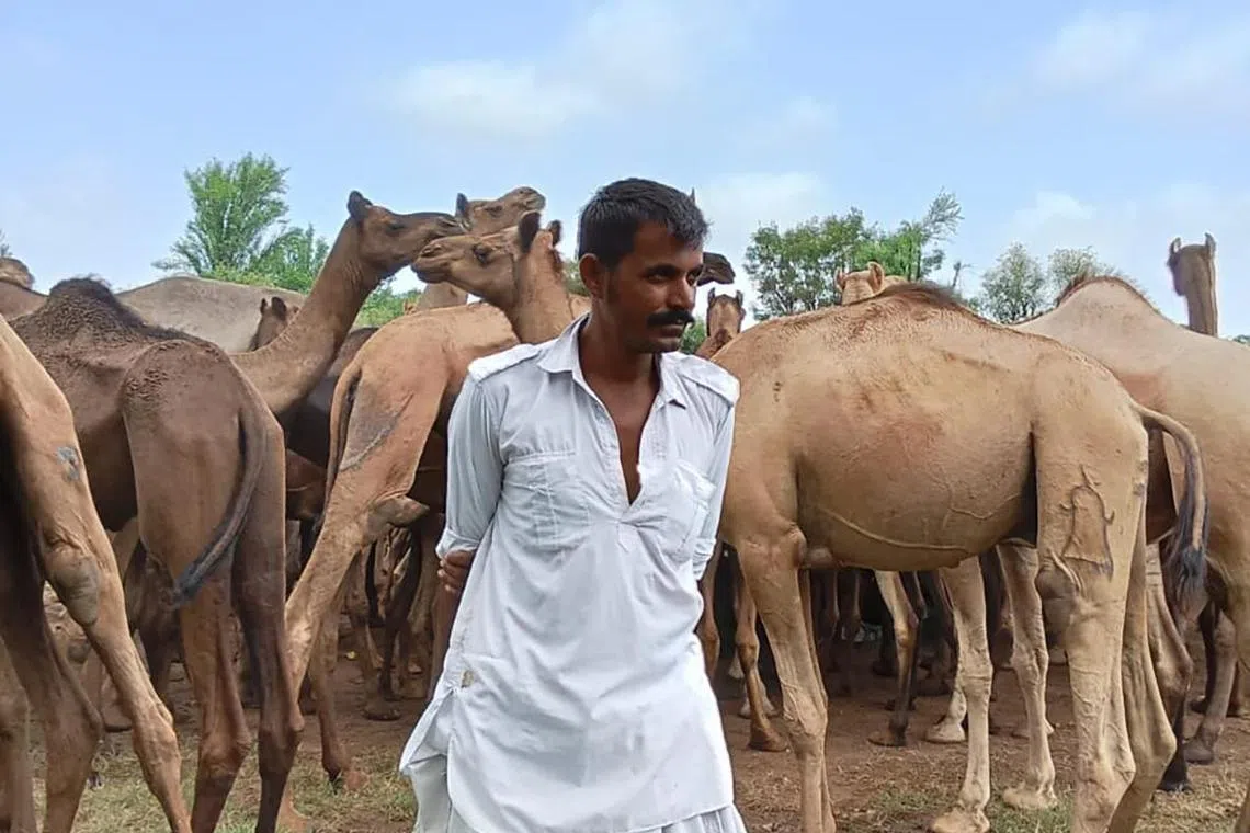 ddcaste - Eight-generation camel herder Karnaram Raika, 46, with some of his camels in the background. The Raikas are an itinerant livestock herding community who number around one million in India's western state Rajasthan, where they are classified as a ‘special backward caste’. 

Credit: Debarshi Dasgupta