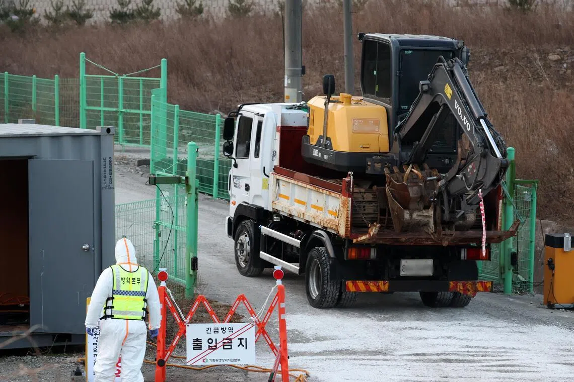 Authorities said 29 of 32 pigs that died at the facility on Jan 16 tested positive for the virus.