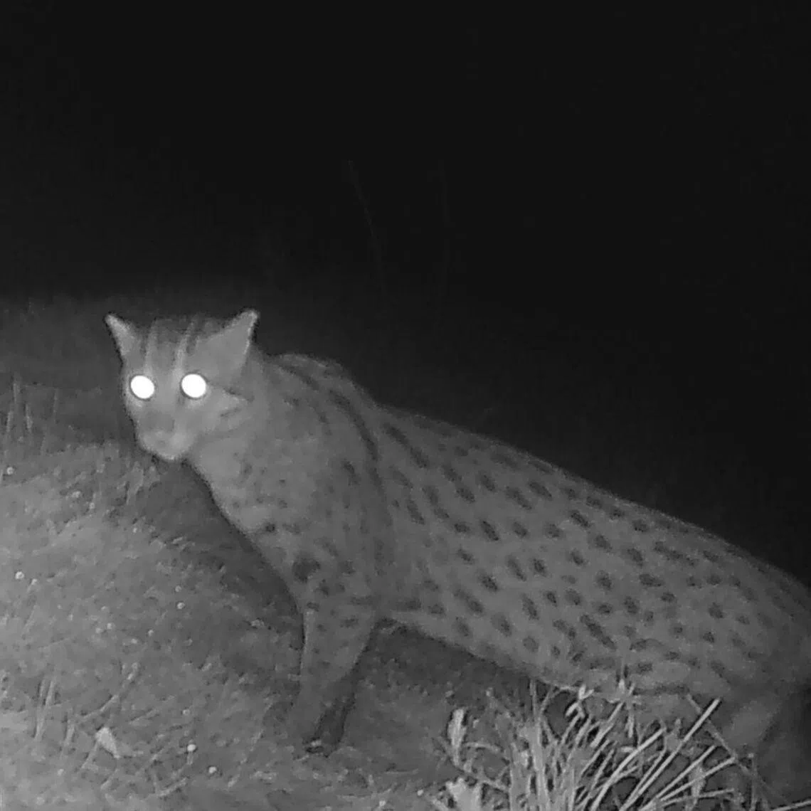 The fishing cat is listed as vulnerable on the International Union for Conservation of Nature (IUCN) Red List.
