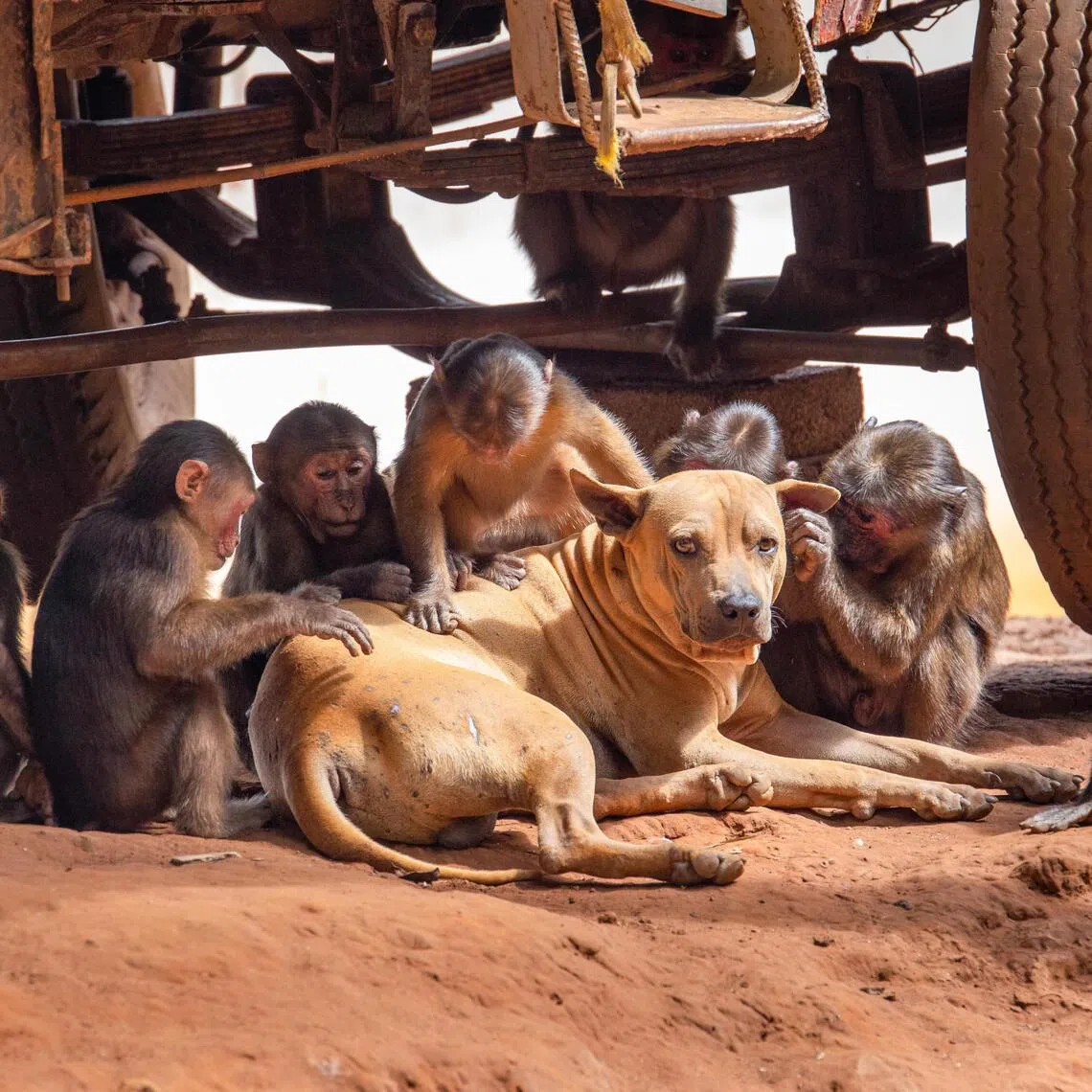 Scientists examined 427 interspecies interactions across 88 primate species finding that every primate, regardless of species, held some behaviour that could be linked to pet-keeping.