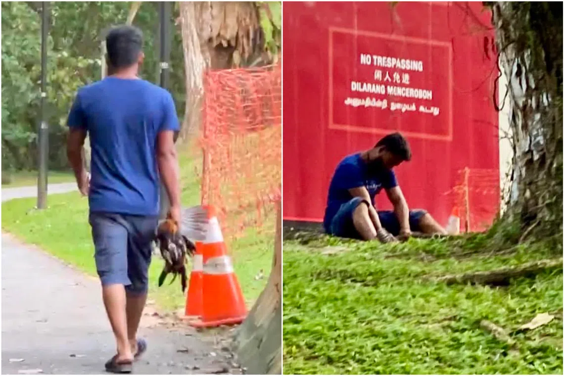 After catching the chicken, the man appeared to be de-feathering it behind a tree near a construction site.