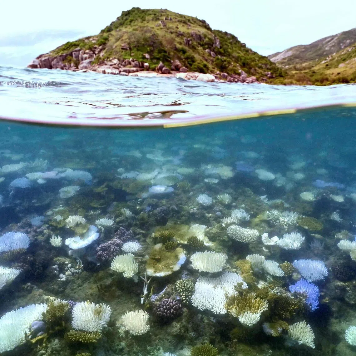 Hard coral cover across the Great Barrier Reef declined substantially in 2024-2025.