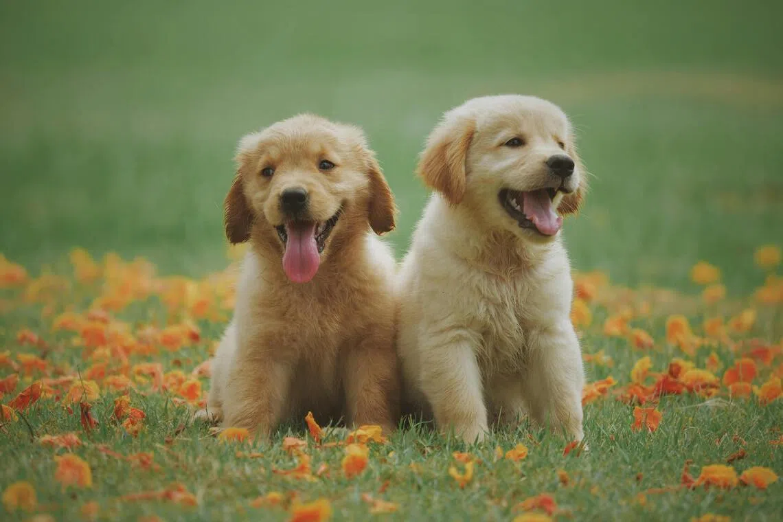 Dognapping claims in Malaysia spark fear and anger on social media