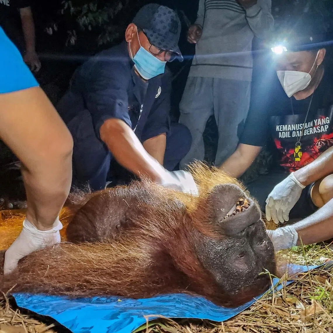 The great ape was anaesthetised so it could be safely captured, with rescuers using a net to collect the sleepy animal from atop a tree.