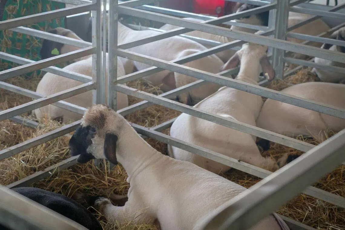 Rights group condemns Hong Kong company tests on severed animal heads, limbs