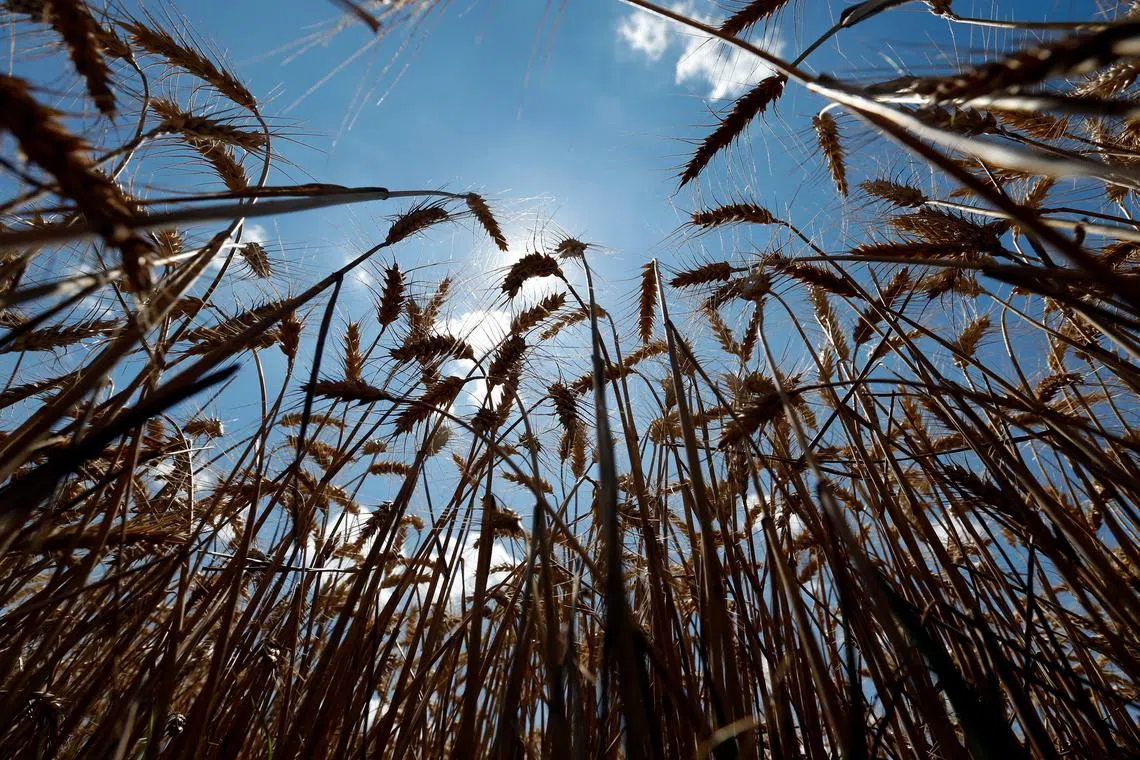 FILE PHOTO: Stalks of wheat are seen on a field during harvest in Orezu, southeastern Romania, July 2, 2014.  REUTERS/Bogdan Cristel/File Photo