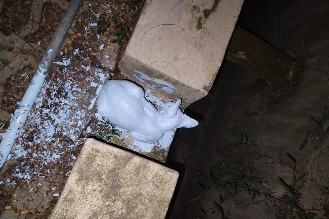 The first case was brought to light by a social media user, who shared images and a clip of a cat completely painted white.