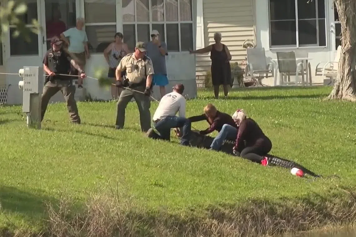Police helped locate the alligator in the lake, before trappers later dragged it out.