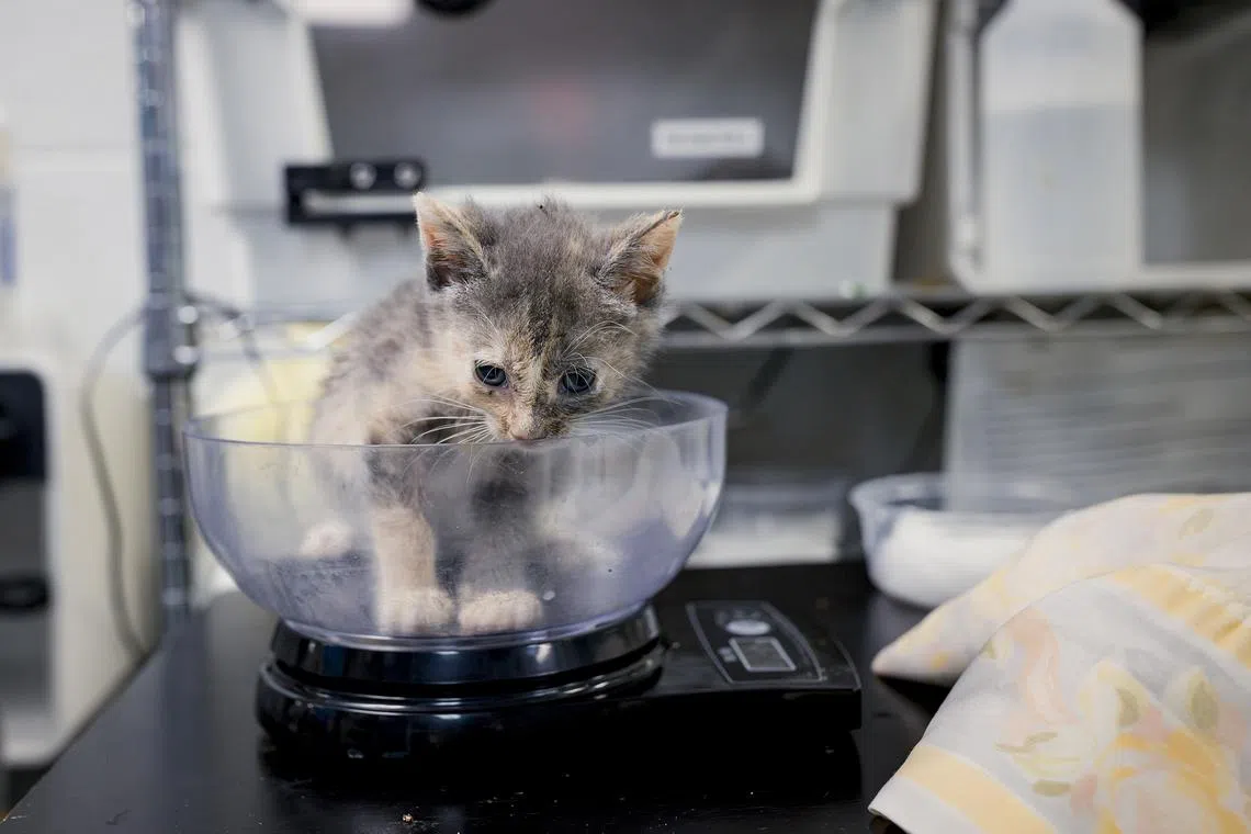 The cat population has grown to the point that in July, Animal Care Centers said it was “closed for cat intake”.