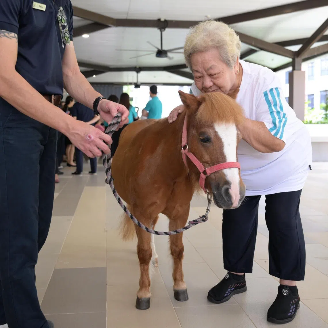 Mdm Tan Ah Chiu, 89, from NTUC Health Active Ageing Centre (Bukit Merah) plants a kiss on American miniature horse, Milo, 13. Four such miniature horses are present at NTUC Health Active Ageing Centre (Jurong East) for the launch of the Temasek Foundation-EQUAL Haydays with Horse Programme, Singapore’s first equine-assisted programme designed to enhance the well-being of seniors in nursing homes and Active Ageing Centres.