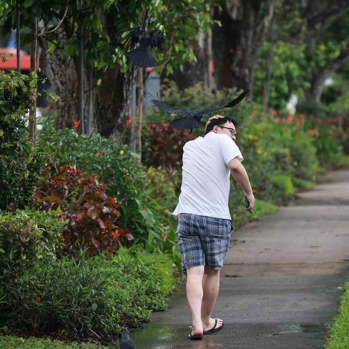 A pedestrian being "attacked" by a crow near block 110 Bishan street 12 on Feb 15, 2023. 
