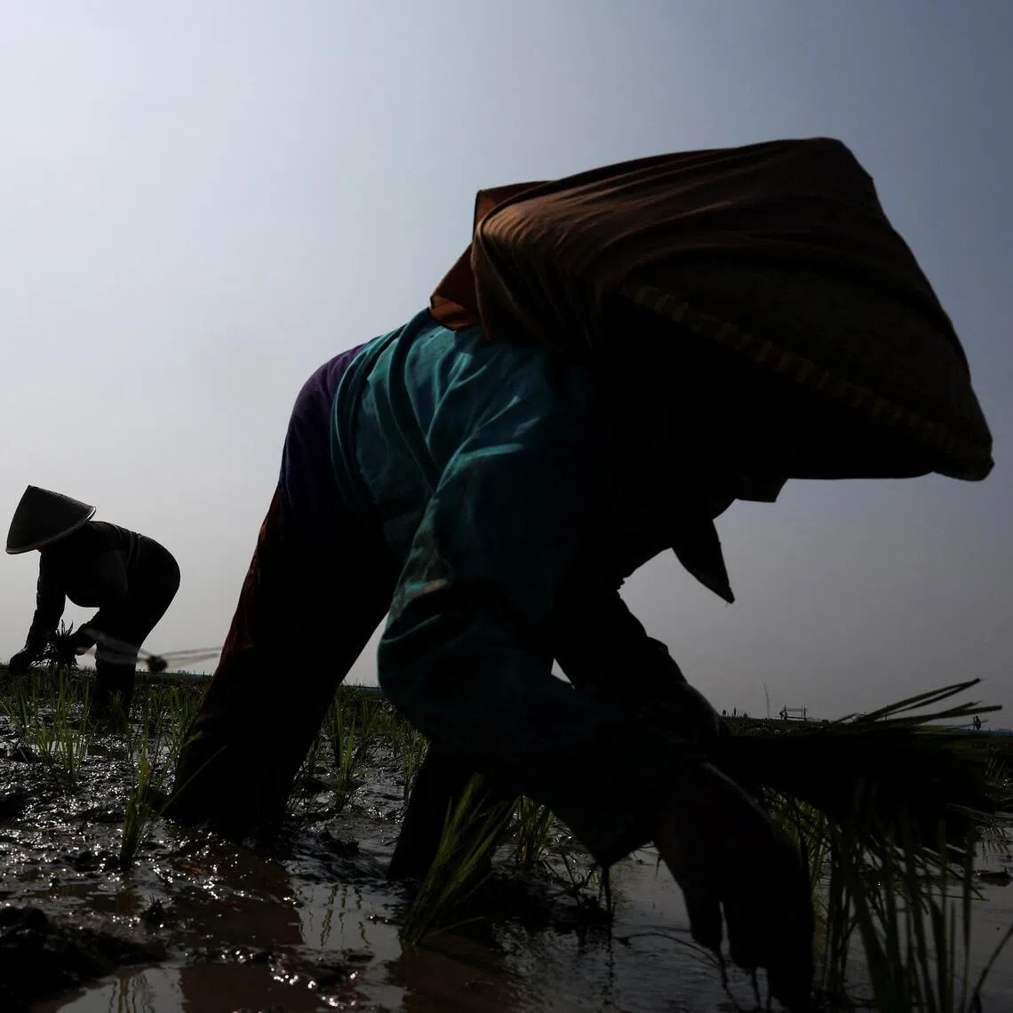 Indonesia's agriculture minister urged regional governors to ensure farmers optimise irrigation and speed rice planting in areas of risk where water is still available.