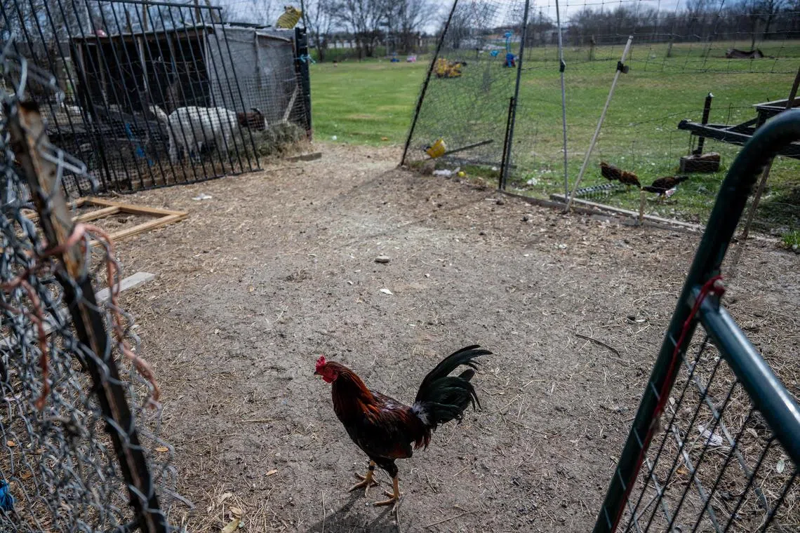 Bird flu outbreaks in Europe and North and South America have led to the culling of tens of millions of domestic poultry worldwide.