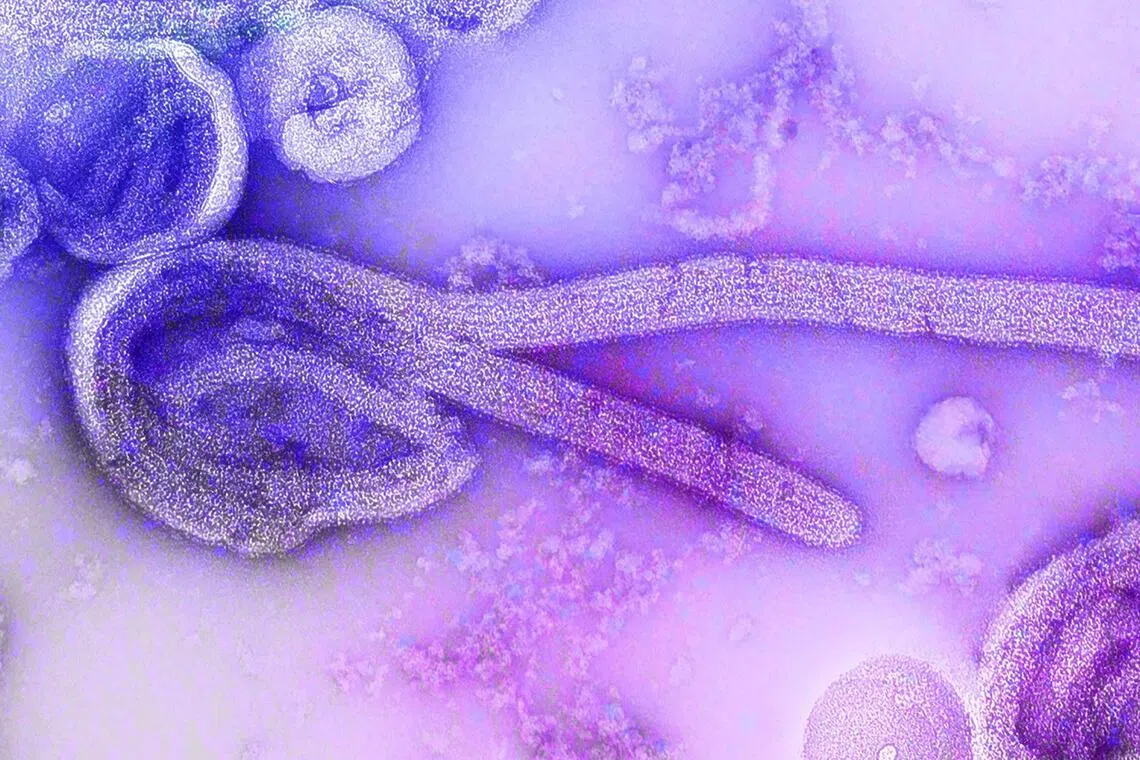Ebola virus: Thailand tracks travellers from high-risk areas, puts hospitals on alert