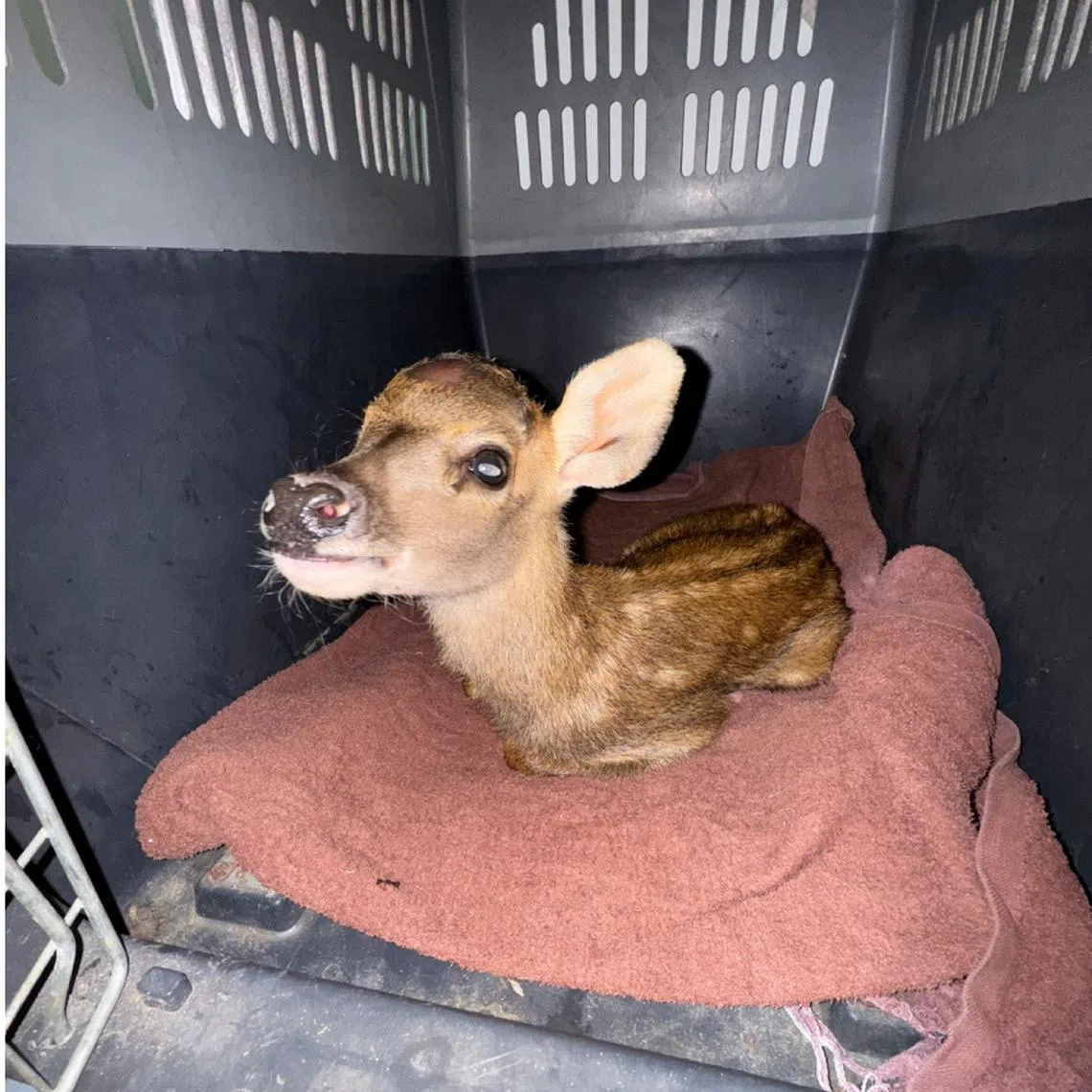 The week-old fawn received care from the team at Acres Wildlife Rescue Centre.