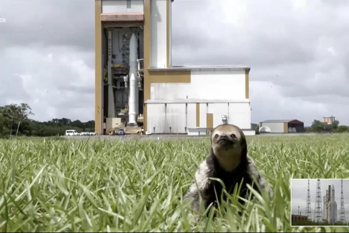 Viewers were left delighted when they spotted the sloth taring straight into the camera near the launch site.