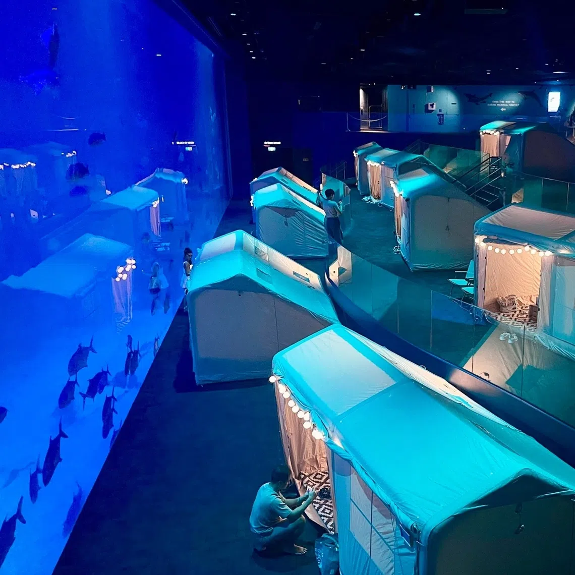 Glamping at the Singapore Oceanarium lets one discover the wonders of the sea from a cosy tent.