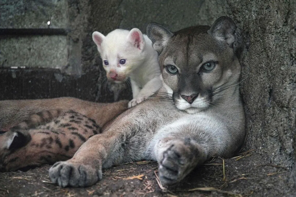 A four-week-old albino puma cub (Felis concolor), born in captivity and considered an endangered species, plays with its mother at Thomas Belt Zoo in Juigalpa, Costa Rica, on August 23, 2023. (Photo by OSWALDO RIVAS / AFP)