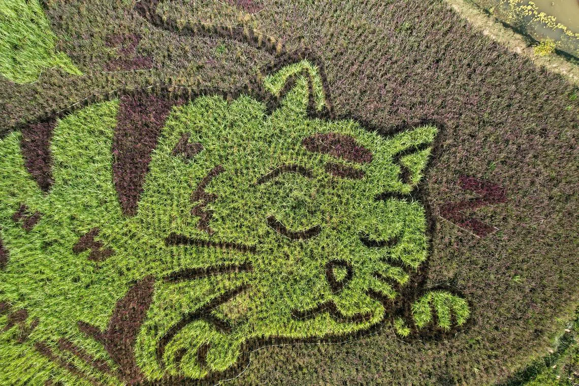 A lively cat image created by Thunyapong Jaikum, a thai farmer and artist, is seen in rice fields in Chiang Rai province, north of Thailand on Dec 16, 2023. 