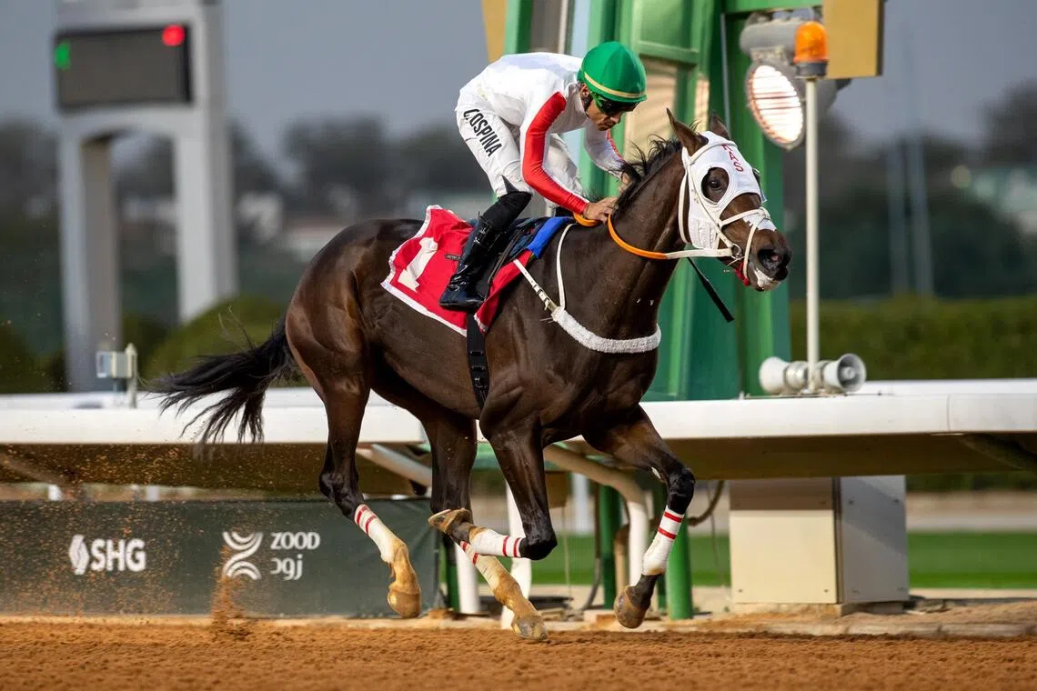 Mustahsan - Mustahsan has not been seen since his slashing win under Camilio Ospina in a 3YO race over 2,000m in Riyadh on Jan 24. The Mucho Gusto gelding will be a leading pick for his comeback in the Flower Cup (2,000m) in Taif on Aug 14.

PHOTO: JOCKEY CLUB OF SAUDI ARABIA