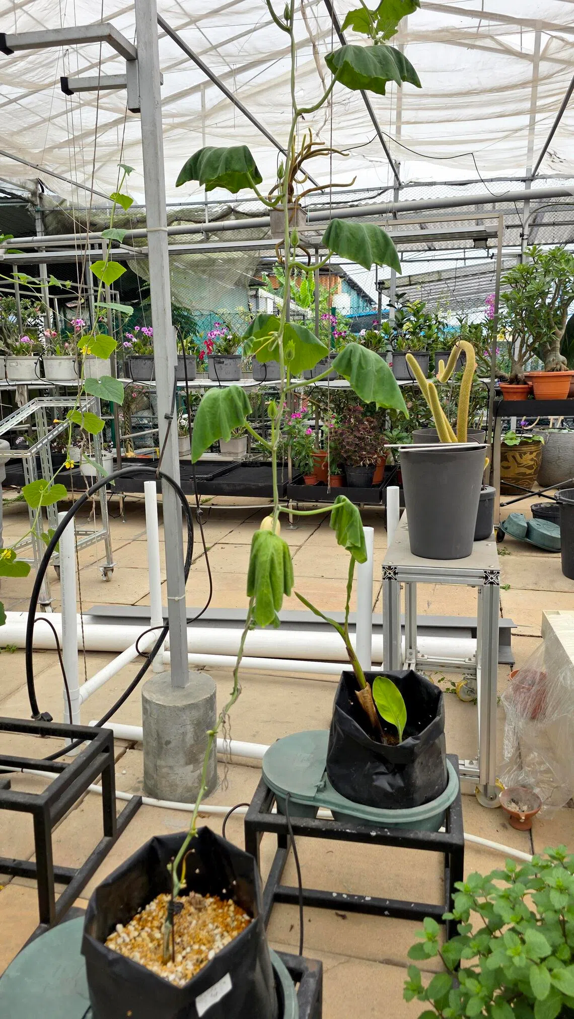 This butternut squash plant could be suffering from a bacterial or fungal infection.
